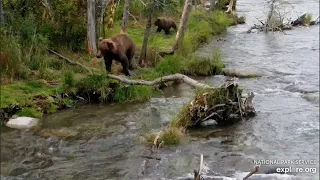 806 and Her Chubby Cub Pass by the Riffles - September 8, 2023 (explore.org)