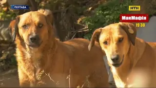 У Полтаві відловлюють псів, які минулого тижня до смерті загризли 25-річну дівчину