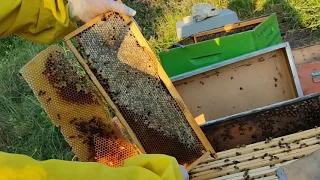 Formazione di tre nuclei da una famiglia di api
