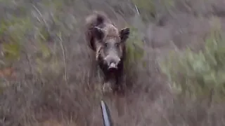 Macera dolu Omak yaban domuzu avı / Wild boar hunting in Turkey