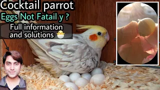 Cocktail parrot eggs not fatail way and solutions Full information Urdu,Hindi