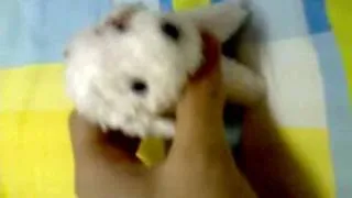 The cute little white puppy
