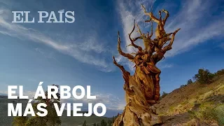 El árbol más antiguo del mundo tiene más de 5.000 años | Ciencia