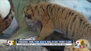 Feeding time for zoo's Malayan tiger cubs