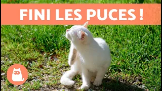 Comment ÉLIMINER LES PUCES de mon CHATON 🐜🐱 | 9 remèdes maison