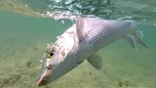 Fly fishing the flats for Bone Fish - Andros Island