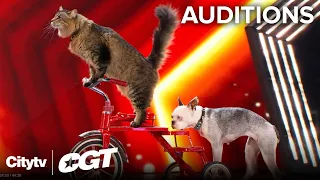 Paws-itively Talented 🐾🤩 The Ultimutts Steal The Spotlight! | Auditions | Canada's Got Talent 2024