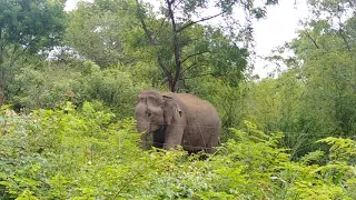 Udawalawa wild elephant in Sri Lanka - On the way to Udawalawa