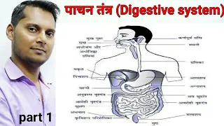 Digestive system | पाचन तंत्र | science gk in hindi 2021 | biology class for upsi ssc chsl 10 class