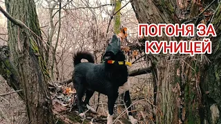 ПОГОНЯ ЗА КУНИЦЕЙ/ ОХОТА НА КУНИЦУ С  НЕДОЛАЙКОЙ/