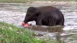 Слон спасает человека.