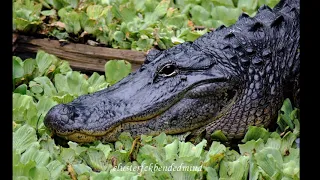 9 Dream Interpretations about an Alligator