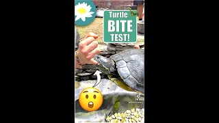 The Turtle Bite Test | #shorts