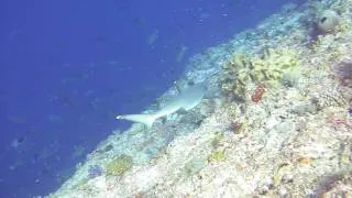 White tip reef shark Peleliu corner Palau 2008
