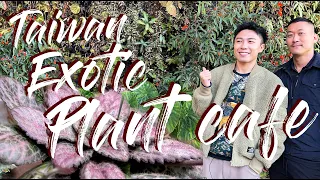 Exotic Plant Cafe In Taiwan | Outdoors, Indoors, and Pallidarium | Care Tips Spilled | Vittaria Cafe