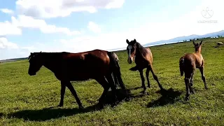 Рыжик вернулся в табун и выгнал тяжеловоза...