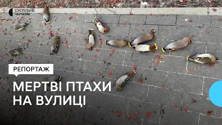 Мертві птахи на вулицях Чернігова: чому вони гинуть та як їм допомогти