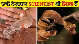 इन्हें देखकर scientist भी हैरान हैं | Invisible Animals in the World | Transparent Animals