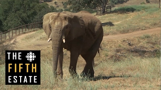 Sanctuary for the Toronto Zoo elephants - the fifth estate