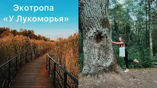 Эко тропа «У Лукоморья» в парке у залива в пределах в Санкт-Петербурга| Хайкинг