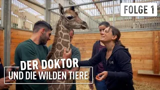 Giraffenbaby erobert die Herzen | Der Doktor und die wilden Tiere | (1/6)