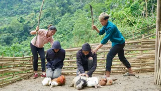 Bad guys broke in and stole our chickens and ducks, harvest bananas, farm life, Triệu Thị Phương