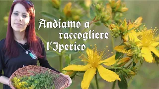 Andiamo a raccogliere l'Iperico