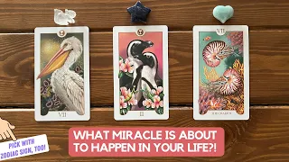 What Miracle Is About To Happen in Your Life?! | Timeless Reading