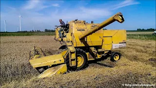 Clayson M135 | New Holland  | Tarwe dorsen | Threshing wheat | Weizen dreschen | Graanoogst