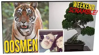 Weekend Scramble: Surprise Tiger || Funny Name || Bonsai Theft