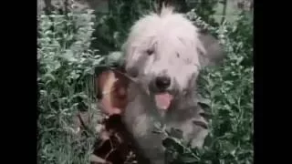 The Shaggy Dog (1959)   scene 1.  Colorized