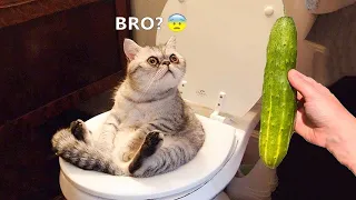 New Funniest Animals 2024 🤩Funny Cutest Cats and Dogs Videos😺🐺!! Part 38