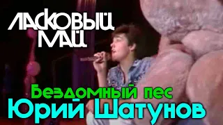 Ласковый май (Солист Юрий Шатунов) - Бездомный пес