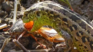 Ящерица поймала майского жука ▶  Смотрите что будет делать Lizard ящерица прыткая