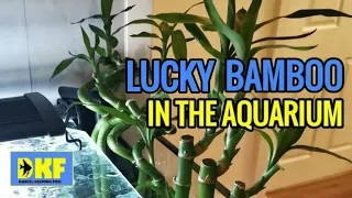 Lucky Bamboo In The Aquarium