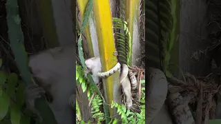 snake bite monkey#viralvideo #voralshort #by resort