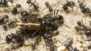 The Ant Cemetery