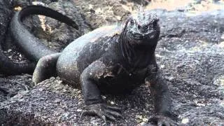 Galapagos Marine Iguana Sneezing.