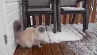 Кошка и первый снег