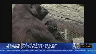Koko, Gorilla Who Mastered Sign Language, Dies