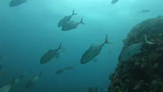 Seychelles  Scuba - Diving off Praslin Island