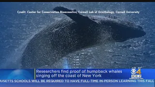 Researchers Find Proof Of Humpback Whales Singing Off The Coast Of New York