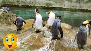 ZOO WORLD / ZW N 866 Pinguine