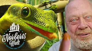 Wir probieren Geckofutter! 🤮 | BLAUER #BAMBUSTAGGECKO | NORBERTS WELT | Zoo Zajac