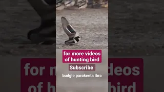 A peregrine falcon attacks a duck at lightning speed