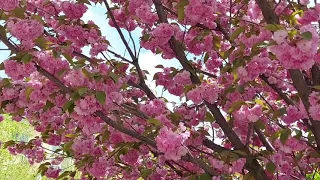 сакура "Кандзан" цветёт Sakura "Kanzan" blooms