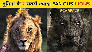 इन LIONS के सामने बड़े बड़े के सितारे भी फीके है | Top 5 Most Famous Lions in The World Hindi Part 2