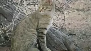 African Wild Cat, Kgalagadi