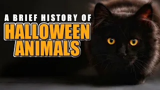 Halloween Animals: a Brief History 🎃 Animal Fact Files