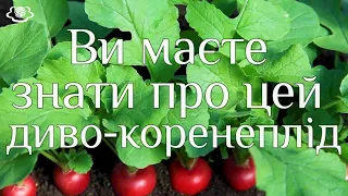 Ви маєте знати про цей диво коренеплід